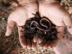 Už máte domácí kompostér? Na BRKO jsou nejlepší žížaly