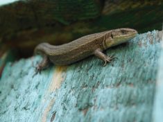 Období od 29. 11. do 11. 12. 2017: 1-Kan (Ještěrka, Síť)