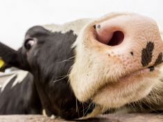 Jak pomoci klimatu? Zkusme konzumaci masa omezit jen na neděli