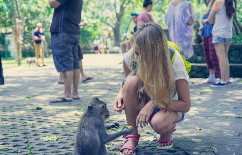 Opičky v Indonésii umějí krást i vyjednávat. Za mobil chtějí tučné výkupné