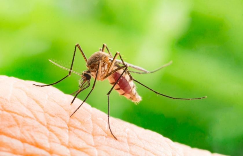 Co funguje líp než repelent? Houba za 45 dní vyhubí 99 procent komárů