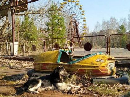 V Černobylu zůstali kromě domů i opuštění psi. O jejich potomky pečují strážní