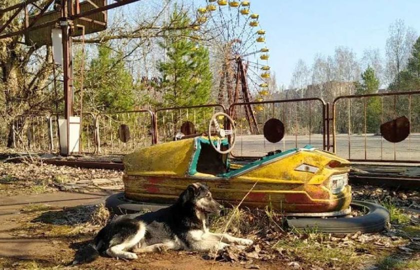 V Černobylu zůstali kromě domů i opuštění psi. O jejich potomky pečují strážní