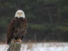 Mayský astrolog: V období Orla si začněte tvořit budoucnost. V práci i ve vztazích