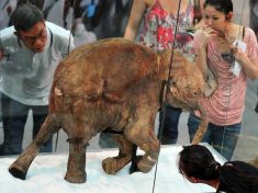 Genetici dostali 15 milionů dolarů na oživení vyhynulého mamuta