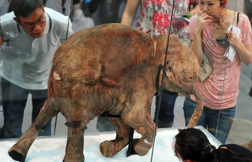 Genetici dostali 15 milionů dolarů na oživení vyhynulého mamuta