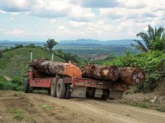 Každý z nás má ročně na svědomí čtyři stromy pokácené v pralese