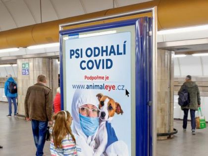 Na výzkum a využití psů, kteří umí odhalit i covid-19, se vybralo víc než 200 tisíc