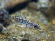 Rybka umí měnit geny podle klimatu. Přežije koljuška i člověka?