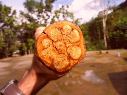 Proti alzheimeru: Odvar z liány ayahuasca podporuje tvorbu neuronů v mozku