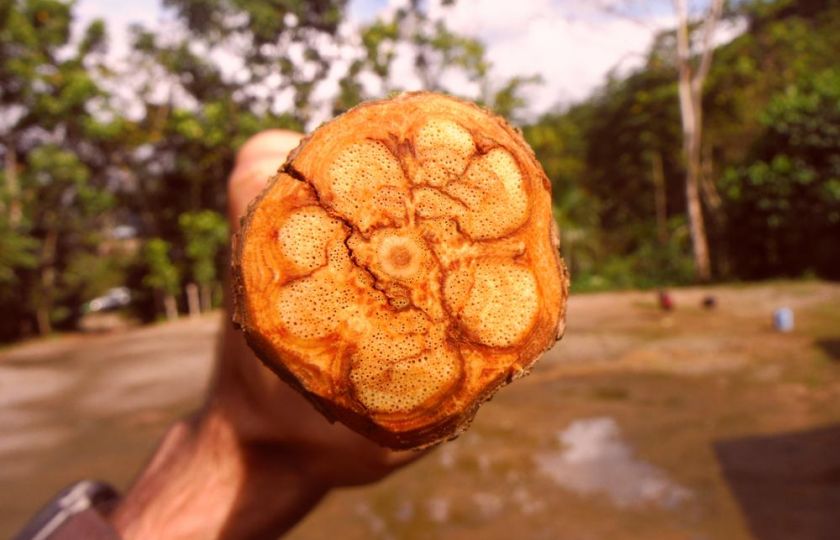 Proti alzheimeru: Odvar z liány ayahuasca podporuje tvorbu neuronů v mozku