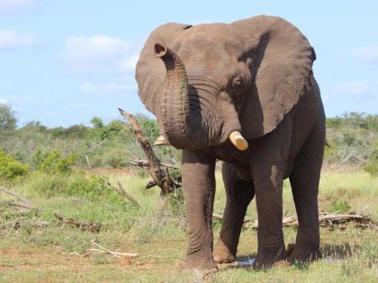 Ochránci slonů počítají ohrožená zvířata z vesmíru. V parcích je zaměří satelit