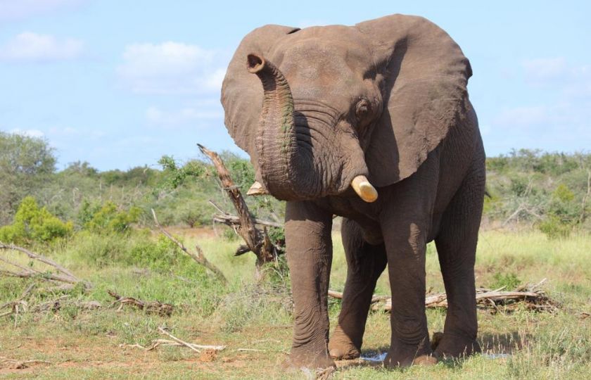Ochránci slonů počítají ohrožená zvířata z vesmíru. V parcích je zaměří satelit