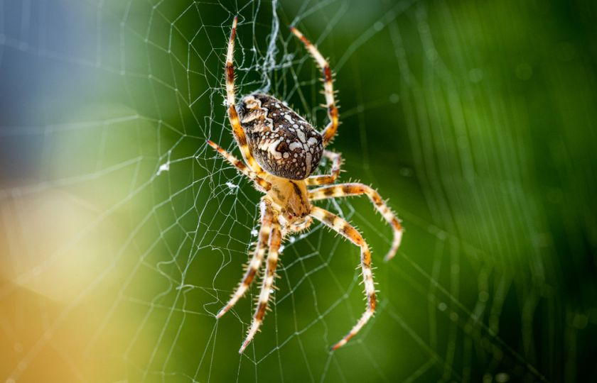 Máte strach z pavouků? Nová aplikace vám pomůže, abyste se ho zbavili