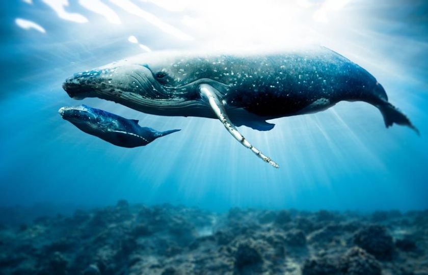 Díky unikátnímu objevu českého vědce pomáhají velryby zmapovat dna oceánů