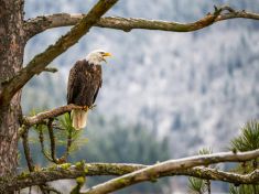 V období Orla se vraťte ke svým dětským snům. I v práci, radí astrolog