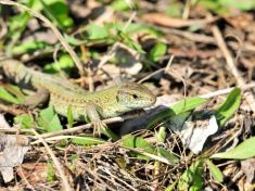 V období Ještěrky rozvíjejte vztahy i svého vnitřního šamana, radí mayský astrolog