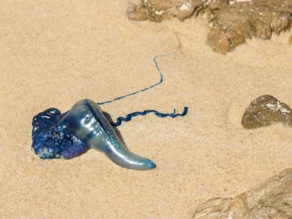 Australské pláže terorizují kolonie žahavých měchýřovek. Vyhlížejí mimozemsky