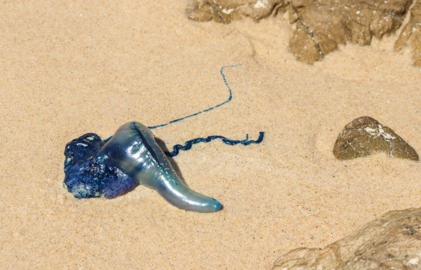 Australské pláže terorizují kolonie žahavých měchýřovek. Vyhlížejí mimozemsky