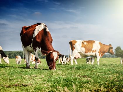 Bez masa a bez mléka: BBC rozebírá, zda veganství může zachránit planetu