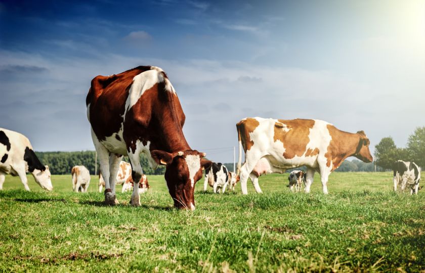 Bez masa a bez mléka: BBC rozebírá, zda veganství může zachránit planetu
