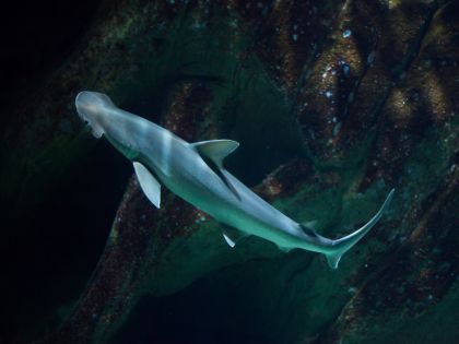 Jak se v moři orientují žraloci? Jako svoji GPS využívají magnetické pole Země