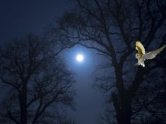 V období Sovy a Supa přehodnocujte vztahy, radí mayský astrolog