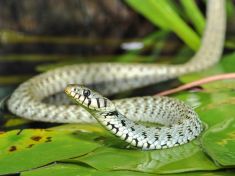 Astrolog: Období Hada je časem nové energie. Je jen na nás, jak ji použijeme