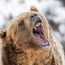Kleptománie v Yellowstonu: Grizzly se dal ke smečce vlků. Pak ukradl uloveného losa