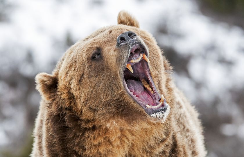 Grizzly z Yellowstonu se dal ke smečce vlků. Pak jim ukradl uloveného losa