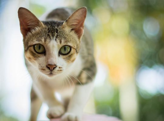 Všimli jste si, že se vaše kočka chová jako psychopat? Prostě jí nerozumíte