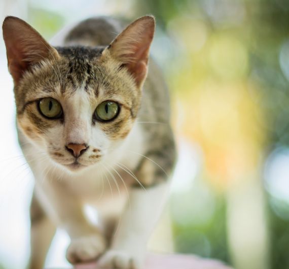 Všimli jste si, že se vaše kočka chová jako psychopat? Prostě jí nerozumíte