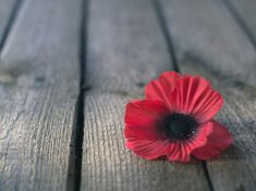 Pátek Karla Křivana: Je Den veteránů vlastně i dnem lidské hlouposti?