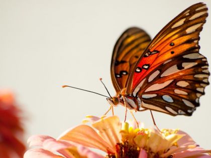 Motýlí křídla fungují jinak než u ptáků. Stlačují vzduch jako tryskové motory