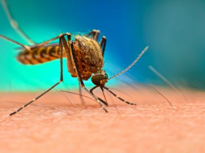 Přenáší covid-19 i hmyz? Komáři to podle všeho nezvládnou