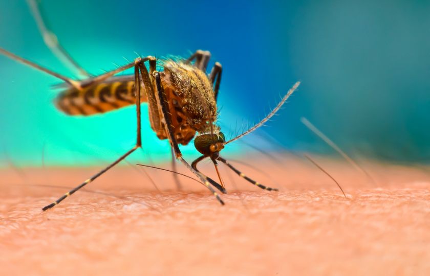 Přenáší covid-19 i hmyz? Komáři to podle všeho nezvládnou