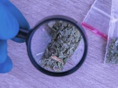 Syntetické konopí není konopí. Každý by se mu měl vyhýbat obloukem