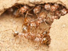 Mravenci jsou lepší než naše navigační systémy