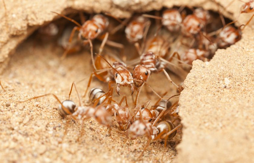 Mravenci jsou lepší než naše navigační systémy