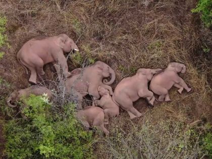 Pátek Karla Křivana: Sloni na cestě někam
