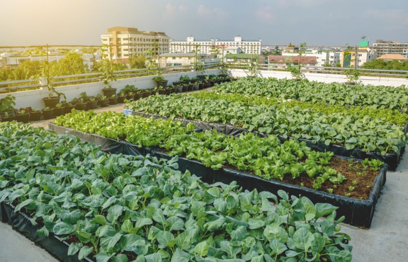 Úrodná půda bude čím dál nedostupnější. Spasí nás městské farmy?