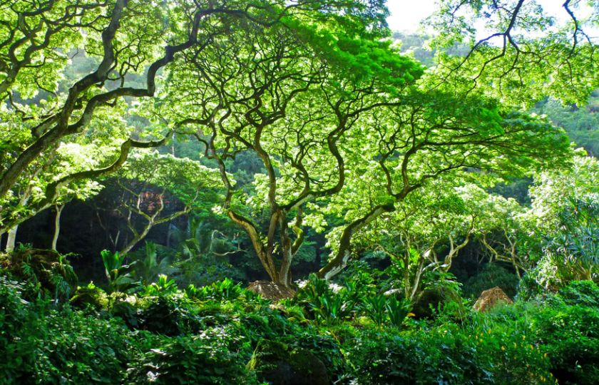 Na Zemi je překvapivě 73 000 druhů stromů. Spočítal to kód, který prolomil Enigmu