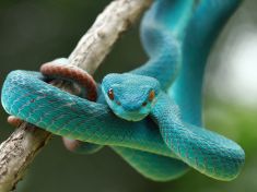 Mayský astrolog: V období Hada se zaměřte na vztah s otcem