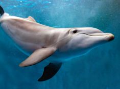 Umělá inteligence má odhalit, o čem si povídají delfíni