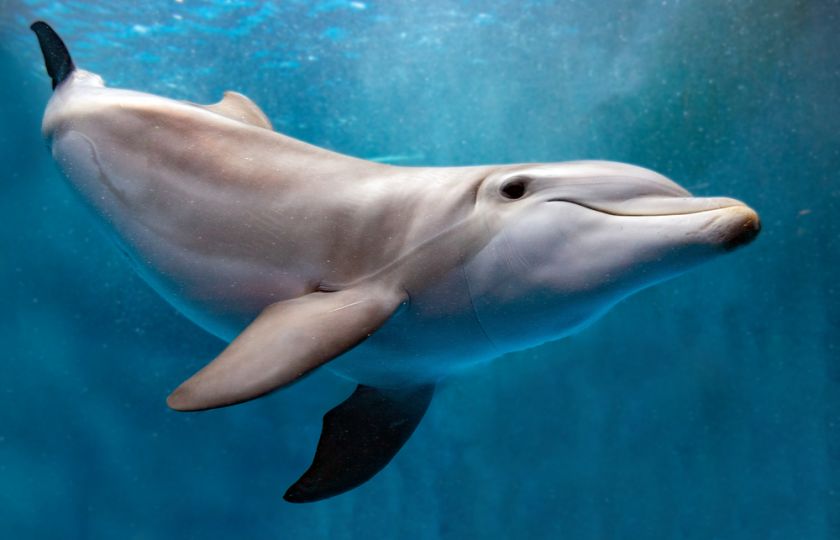 Umělá inteligence má odhalit, o čem si povídají delfíni