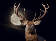 Období od 4. 8. – 16. 8. 2017: Manik (Jelen)