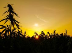 Hana Gabrielová: Stavěla jsem v Nepálu domy z konopí