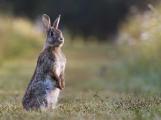 Období od 26.6. – 8.7.2017: Lamat (Králík)