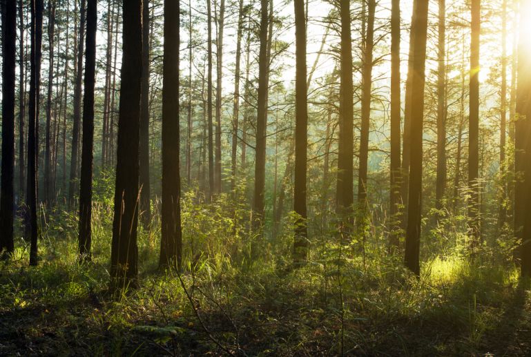 les shutterstock 156899828