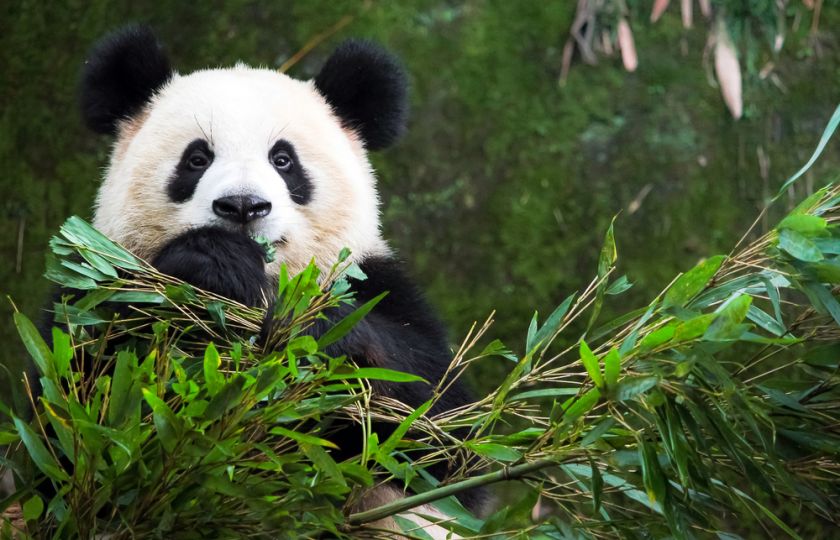 Pandy nás inspirují k ochraně přírody a k lásce k ní, jak? 